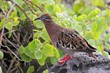 Galapagos Doveborder=